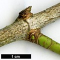 SpeciesSub: subsp. savatieri SpeciesSub: subsp. savatieri